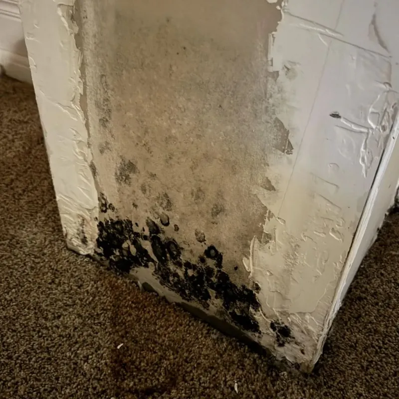 Professional Mold Removal in Toledo, IA